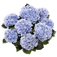 Double Florentina Blue Hydrangea macrophylla