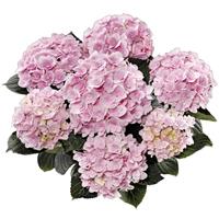 Double Florentina Pink Hydrangea macrophylla