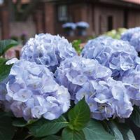 Kanmara<sup>®</sup> Blue Hydrangea macrophylla