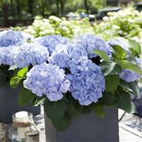Kanmara<sup>®</sup> Blue Hydrangea macrophylla