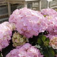 Kanmara<sup>®</sup> Pink Hydrangea macrophylla