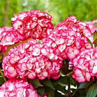 Kanmara<sup>®</sup> Strong Pink Hydrangea macrophylla