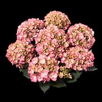 Adula Hydrangea macrophylla