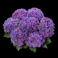 Curly Sparkle Blue Hydrangea macrophylla