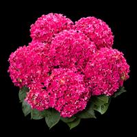Curly Sparkle Pink Hydrangea macrophylla