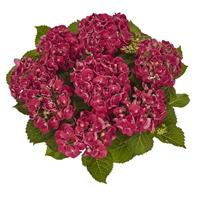 Curly Wurly Pink Hydrangea macrophylla