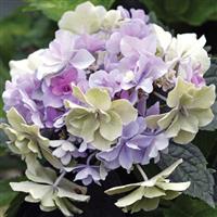 Hydrangea macrophylla Felicity