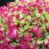 Hydrangea macrophylla Lime Lovebird