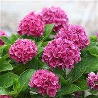 Hydrangea macrophylla Ruby Blossom