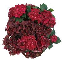 Ruby Tuesday Hydrangea macrophylla