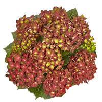 Velvet Beauty Hydrangea macrophylla