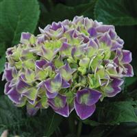 Hydrangea macrophylla Violet Crown