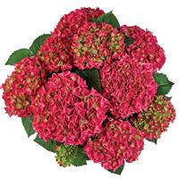 Saxon Bright Red Hydrangea macrophylla