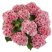 Saxon Candy Heart Pink Hydrangea macrophylla