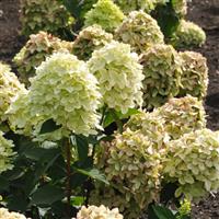 Hydrangea paniculata Magical Candle
