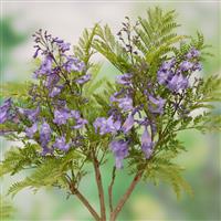 Jacaranda mimosifolia Bonsai Blue