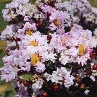 Lagerstroemia Indulgence Vanilla Gelato