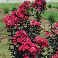 Lagerstroemia Indulgence Raspberry Gelato