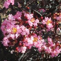 Lagerstroemia Indulgence Strawberry Gelato