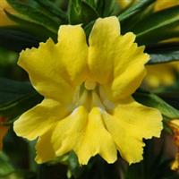 Mimulus Burst Lemon
