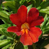 Mimulus Burst Berry