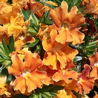 Mimulus Burst Orange Improved