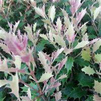 Osmanthus heterophyllus Party Lights