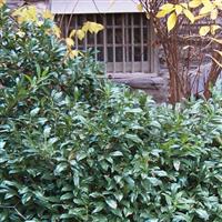 Prunus laurocerasus Chestnut Hill