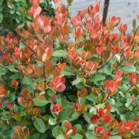 Rhaphiolepis indica Redbird