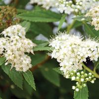 Spiraea Yeti
