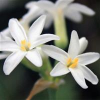 Tulbaghia violacea Savanna Lightning