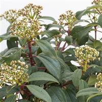 Viburnum Moonlit Lace