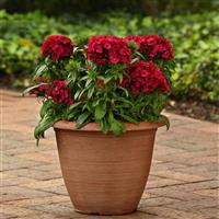 Dart™ Raspberry Dianthus