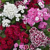 Dart™ Select Mixture Dianthus