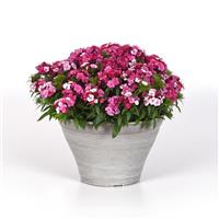 Dart™ Pink Magician Dianthus