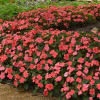 Beacon<sup>®</sup> Coral Impatiens