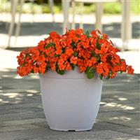 Beacon<sup>®</sup> Orange Impatiens
