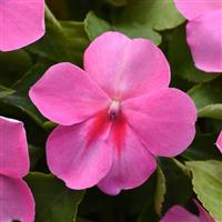 Beacon<sup>®</sup> Pink Impatiens