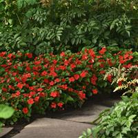 Beacon<sup>®</sup> Bright Red Impatiens