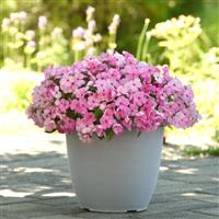 Beacon<sup>®</sup> Light Pink Impatiens