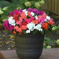 Beacon<sup>®</sup> Formula Mixture Impatiens