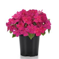 Beacon<sup>®</sup> Violet Shades Impatiens