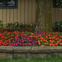 Beacon<sup>®</sup> Sanibel Mixture Impatiens