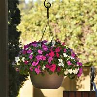 Beacon<sup>®</sup> Chicago Mixture Impatiens