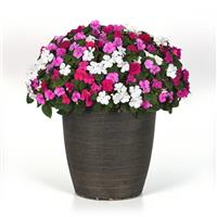 Beacon<sup>®</sup> Chicago Mixture Impatiens