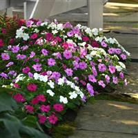 Beacon<sup>®</sup> Chicago Mixture Impatiens