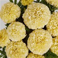 Lanna Lace African Marigold