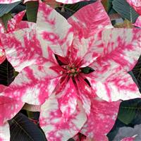 Sky™ Pink Poinsettia