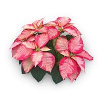 Christmas Aurora™ Princess Poinsettia