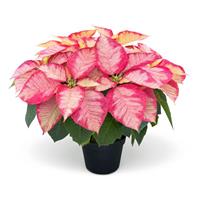 Christmas Aurora™ Princess Poinsettia